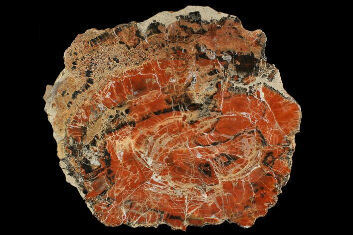Polished Petrified Wood (Araucarioxylon) Slab - Arizona #117238